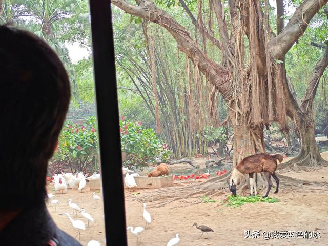 参观广州长隆野生动物园，全程感觉眼累手累腿不累