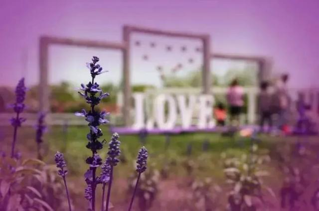 初冬逛沪郊！奉贤、崇明限时优惠来啦