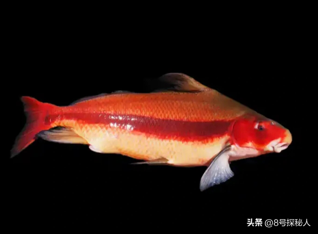 2006年长江惊现“美人鱼”，重庆渔民误捕一条，专家：出水必死