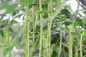 豆角“三落”的原因找到了，与7因素有关，这9个防范措施可应对图片