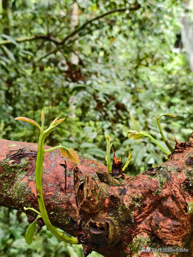 马来西亚(31)砂拉越州⑤姆鲁山canopy树冠高空漫游