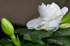 中国公认“最香”的十大名花，调香师都调不出来！你家里有几种？图片