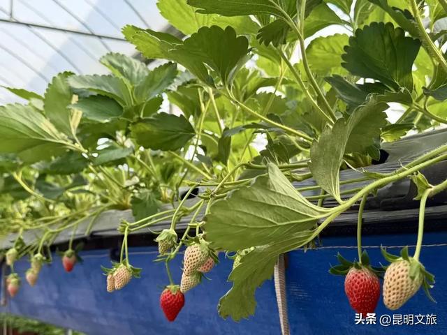 别再问昆明哪里能摘草莓了!收下这份采摘地图,直接抄作业→