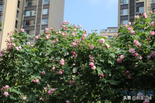 聆听邛崃丨一城芙蓉色，“醉美”是邛崃