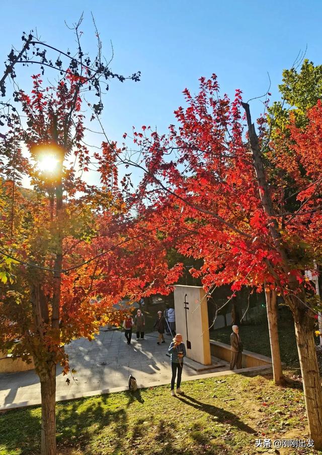 公交直达,大连这个免费公园枫叶正当时,赏秋好地方