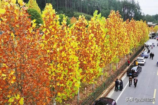 梧桐“染金”！初冬的万源风景如画