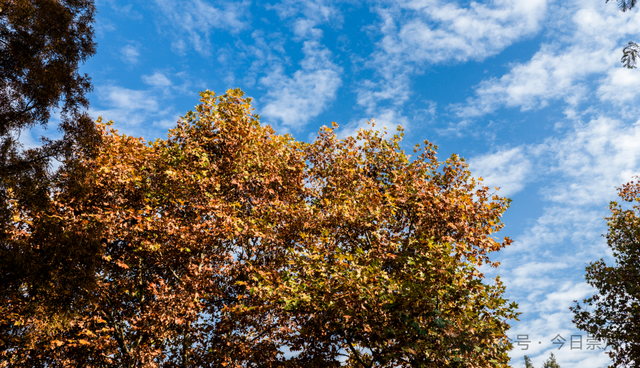 出片率100%！为崇州这些高颜值路连发三天朋友圈！