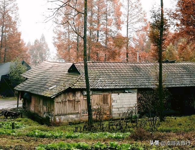 成都严重被低估的彩林徒步线路，1天轻松往返，山野壮观绚丽！