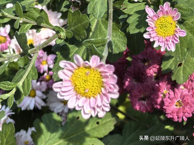 常州城东横山桥白龙观 冬日菊花节 采菊东篱下，悠然见横山