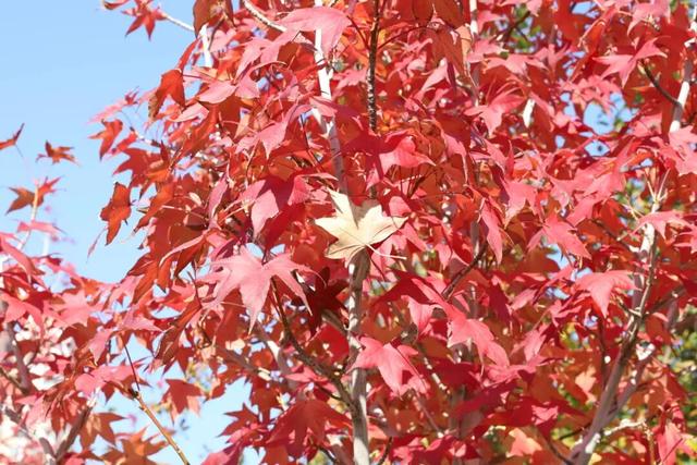 莲花池公园满目鎏金，这个周末等您来赏→