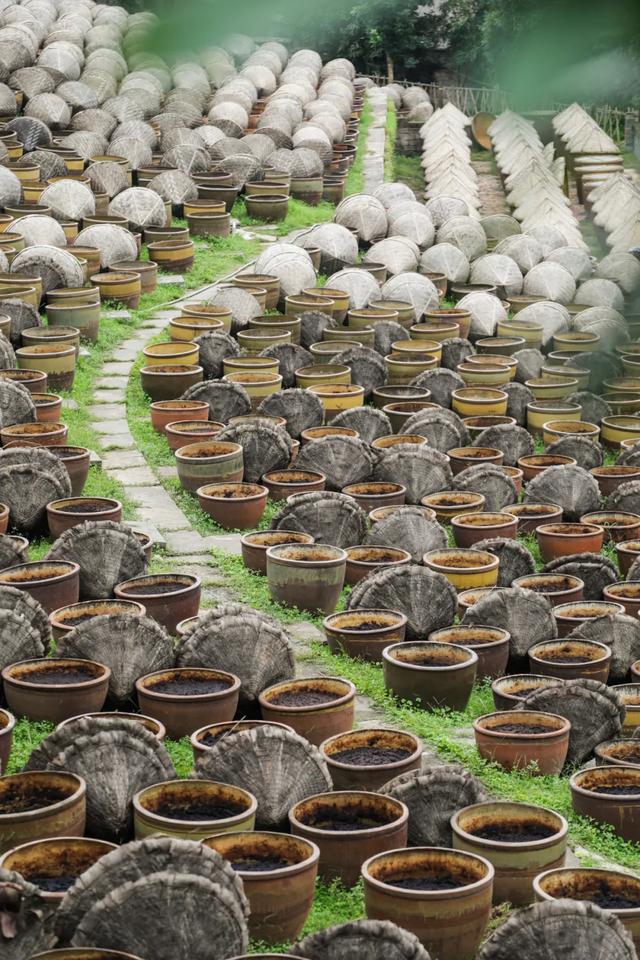 @合江人,这个能酿出时光的地方,等你投票送它“C位出道”!