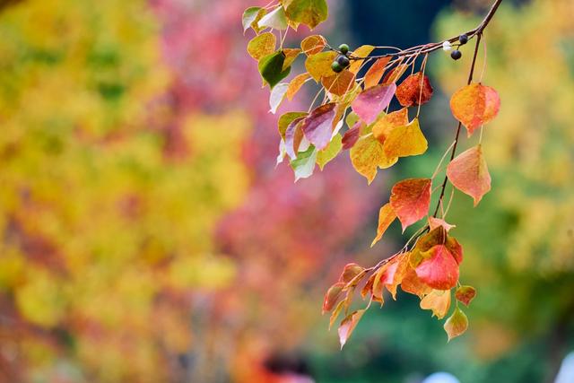 皖南塔川秋韵，正是从水墨到油画的季节，邂逅一场徽州的色彩盛宴