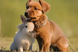 小狗和兔子的爱情故事图片