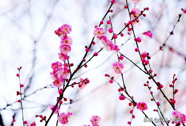 六盘水市水城河畔冬樱和梅花盛开鸟语花香引客来
