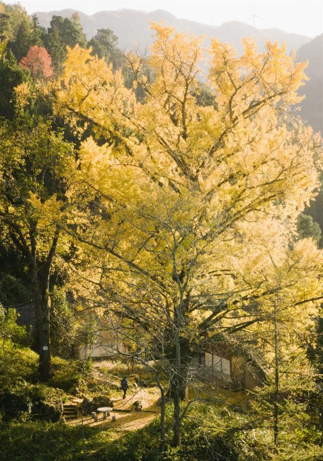 2025利州秋色，每一帧都是限定浪漫
