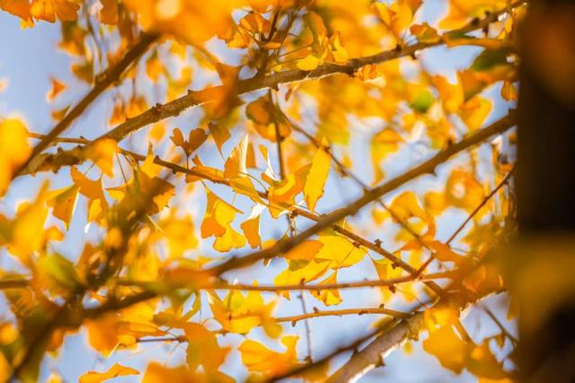 打卡杏香书境，顺德图书馆举办“一叶知书·文杏映福”主题阅读节