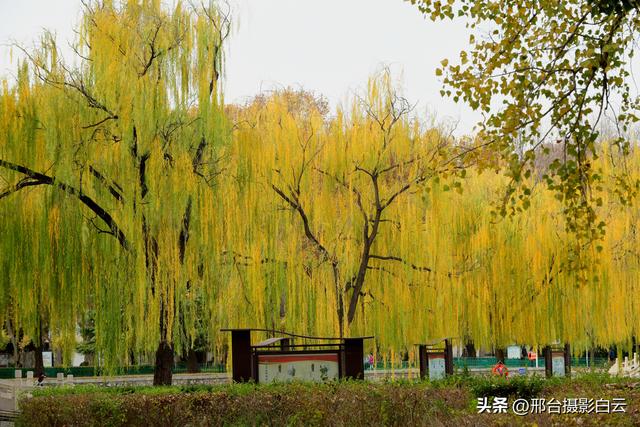 达活泉：公园披金衣，满目黄金柳（图）