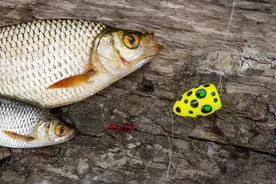 老钓鱼人绝对不会买的这3种“智商税”渔具！新手避坑图片