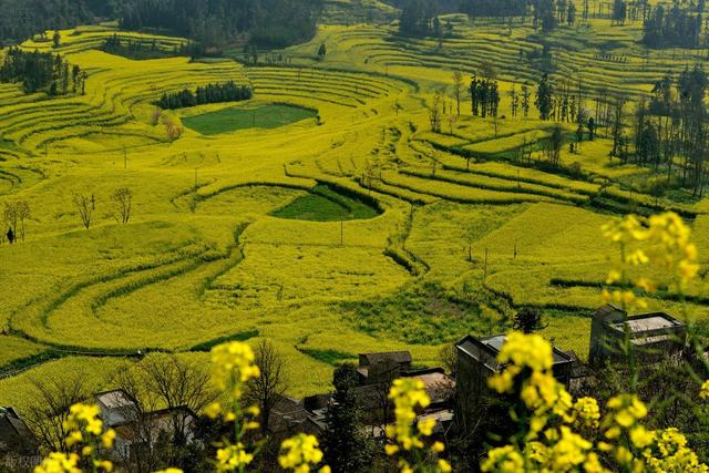 去罗平，追中国第一抹春！油菜花海已进入最佳观赏期，不要错过！