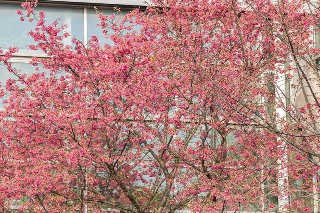 开了！重庆第一波樱花就在南岸区南山植物园！