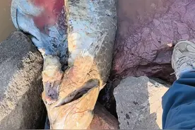 江西江边现青鱼尸体，千元青鱼石失踪！网友：鱼肉带回家做臭鱼！图片