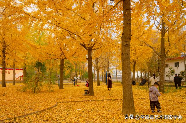 平邑县仲村镇陈家寨的银杏林已经美成童话！