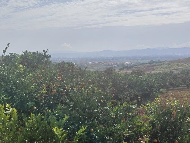 风栖陶岭橘满坡