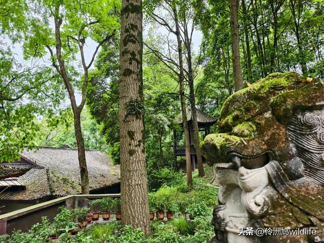 成都徒步（64）·新津篇③观音寺