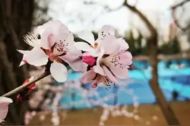 一夜之间，大连这些花都开了！图片