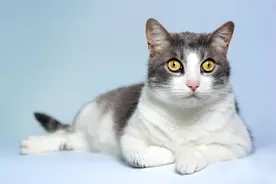 为啥有人虐待小猫？这背后的人性真相比你想象得更瘆人图片