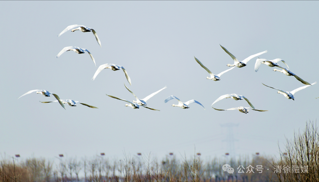 汾河清徐段变美啦，天鹅都赶着来“打卡”