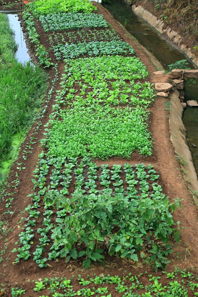 《玉兰王国》之捕鱼记