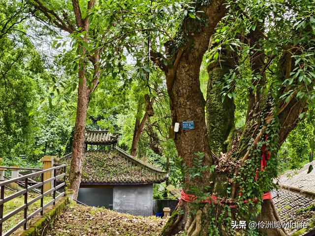 成都徒步（64）·新津篇③观音寺