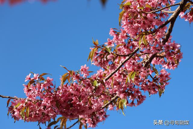 寻甸羊街：故乡的冬樱花盛开