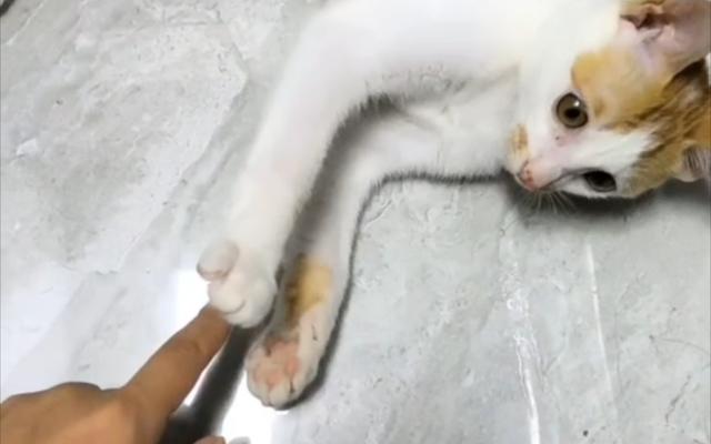 养猫久了才知道，我们摸它的爪爪的时候，原来它是这样想的