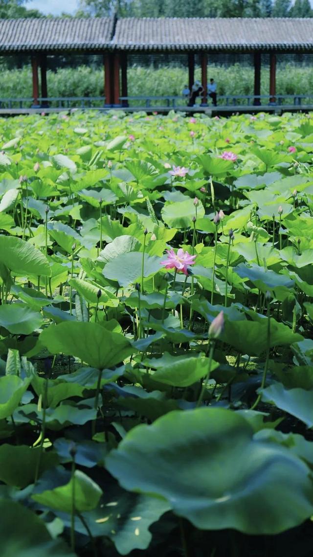 美丽西和 “荷”你有约