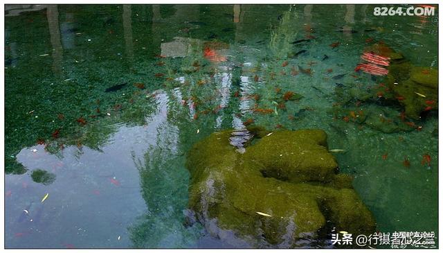 山东行游影记（2）—济南趵突泉（二）