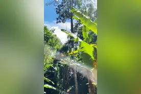 西双版纳最值得体验的项目——基诺山雨林徒步，我替你们试过了图片