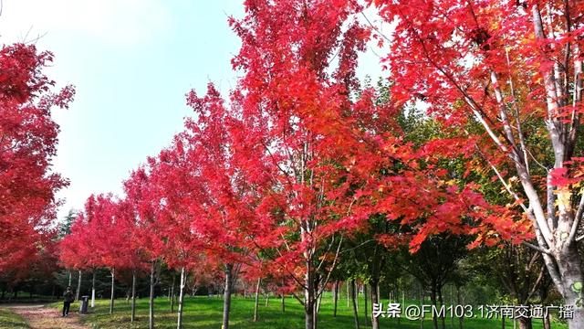 济南植物园藏着秋日顶流!这漫天红叶,正等你赴一场红焰之约