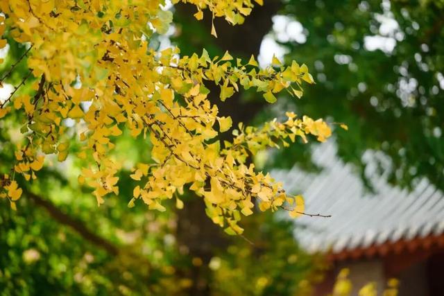 临沂孔庙银杏季打卡攻略！未来一个月这样玩~