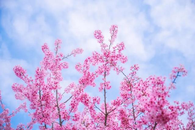 来锦江闹元宵,就这样玩儿→