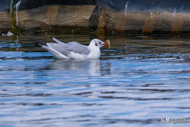 洱海鸟事之:没有鸬鹚代为狩猎,红嘴鸥们的伙食标准似乎有点差哦