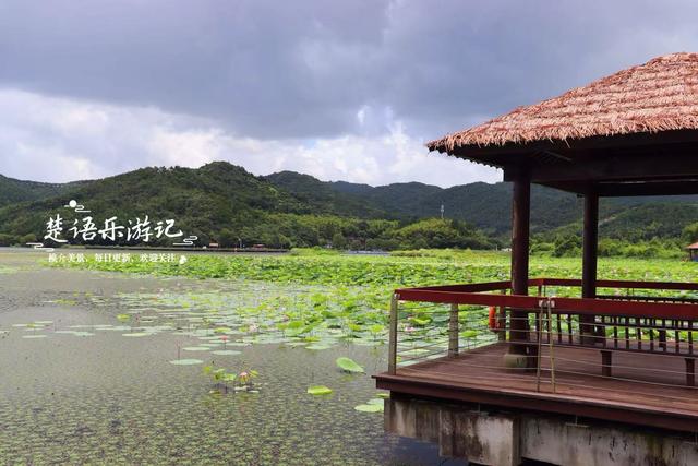 浙江宁波这片秘境又到最美时，百亩荷花美如画，金鸡菊花海也很美