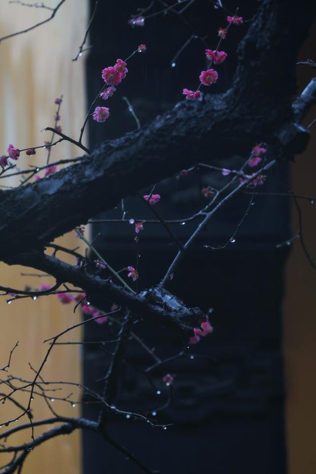 大年初十，春雨中，铁佛寺。一场六瓣梅的告别，看哭了所有人