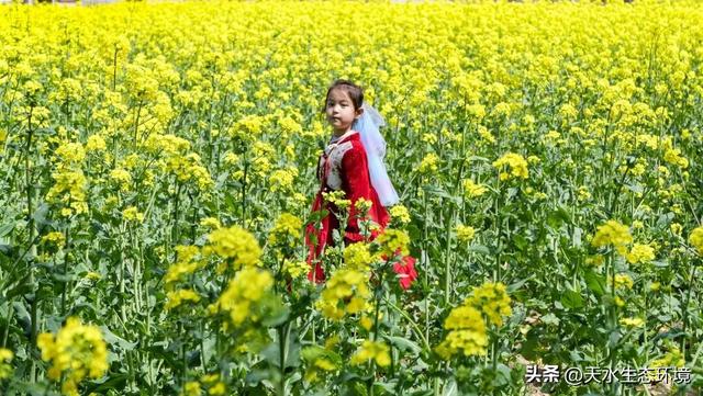 大美天水 | 花海上新！来天水，看“油”画里的春天~