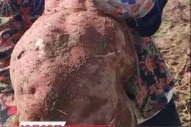 山西农户地里挖出30多斤巨型红薯，当事人：没打过药但有施肥，家里第一次种出这么大的准备打成红薯粉图片