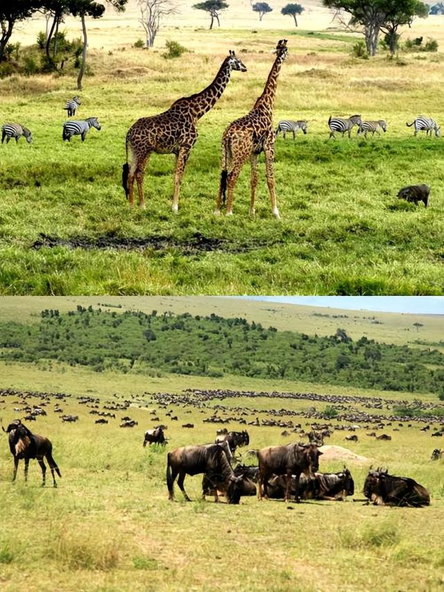 从9万到10万！肯尼亚凭啥成春节新顶流？三大原因让游客说走就走