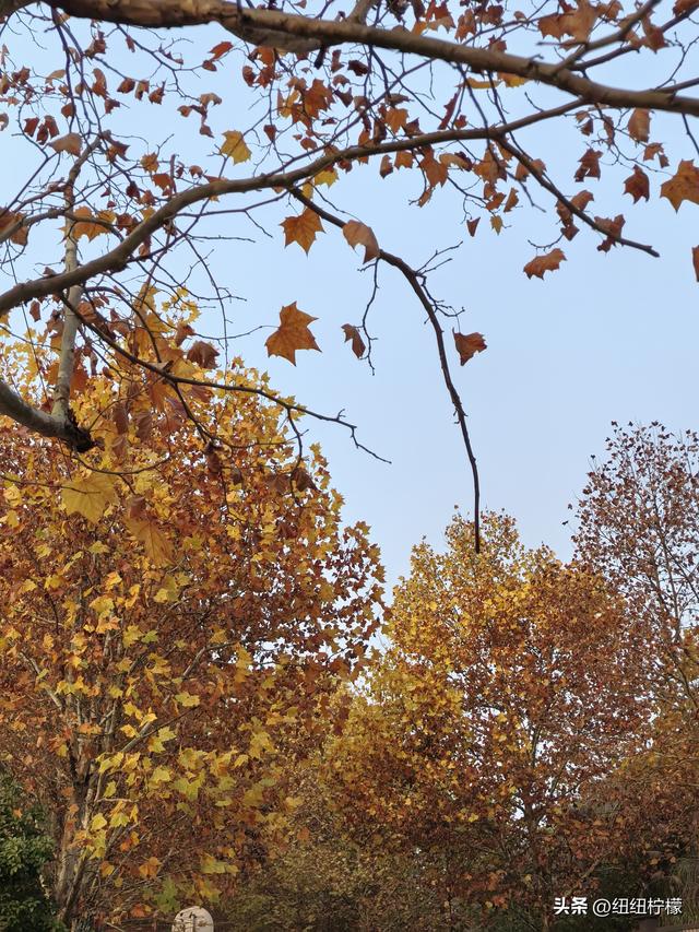 为看金黄美景和红墙，我来北碚静观走一趟，在塔坪寺和思乡台公园