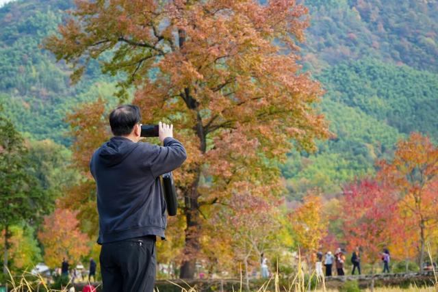 红叶如火，塔川正浓 | 皖美冬日 | 第十五届安徽国际文化旅游节