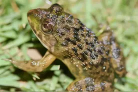 生活中常见的 10种蛙类介绍图片